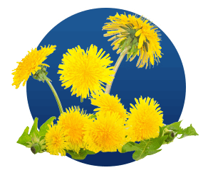 Finessa -Ingredients 5