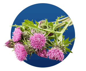 Finessa -Ingredients 6